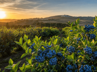 Arándanos ecológicos: beneficios y propiedades | Instantes
