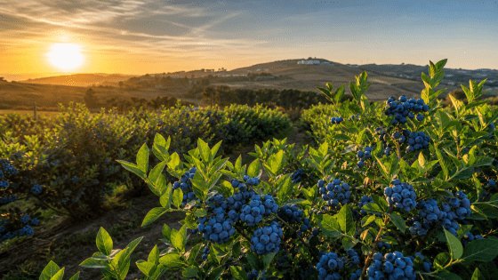 Arándanos ecológicos: beneficios y propiedades | Instantes
