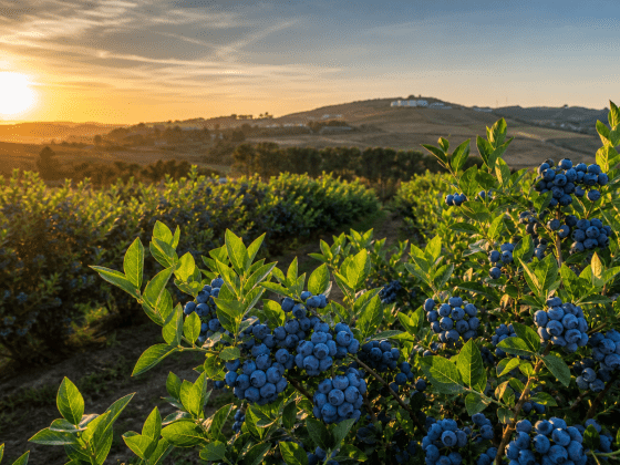 Arándanos ecológicos: beneficios y propiedades | Instantes